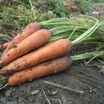 Продам морковь оптом (от 1 т.)
