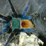 Chromatopelma cyaneopubescens L1