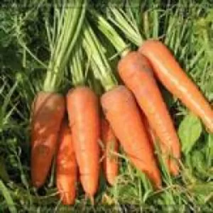 Продам морковь большим оптом. Рассмотрим все предложения. Цена договор