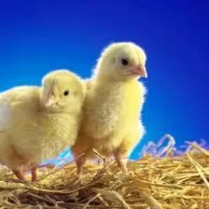 Цыплята бройлерные суточные цыплята