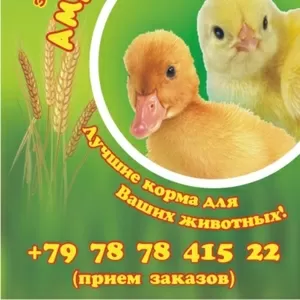 Срочно! Продаем комбикорма в Крыму