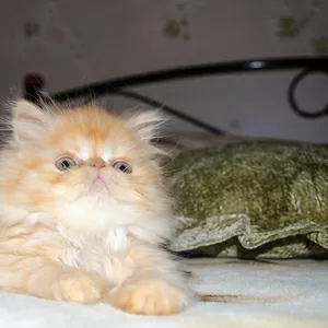 Экстремальные персидские котята,  ярких окрасов! 