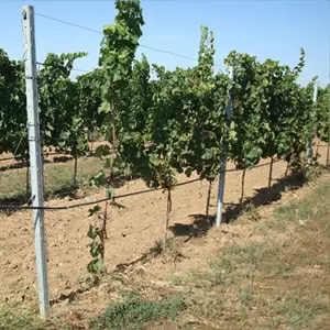 Столбики виноградные (Ж/Б) Б/У в хорошем состоянии.Опт и розница 