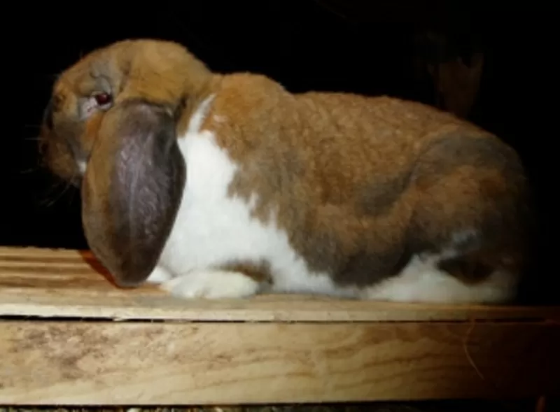 продам кроликов Фландр (гигантский кролик) и новозеландский , фр. баран 2