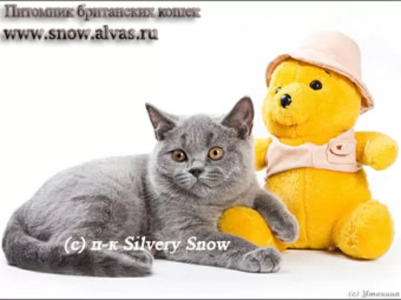 Британские голубые котята с доставкой из Москвы