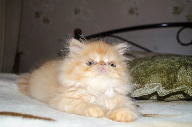 Экстремальные персидские котята,  ярких окрасов! 