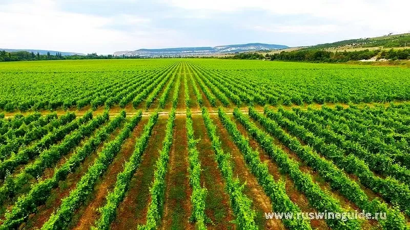 Виноградники,  грушевые и яблочные сады,  сельхоз земля