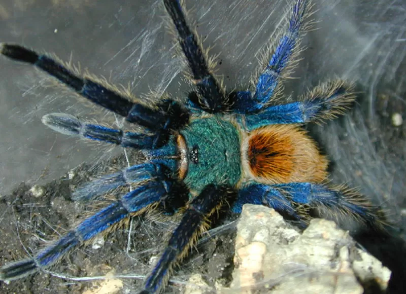 Chromatopelma cyaneopubescens L1