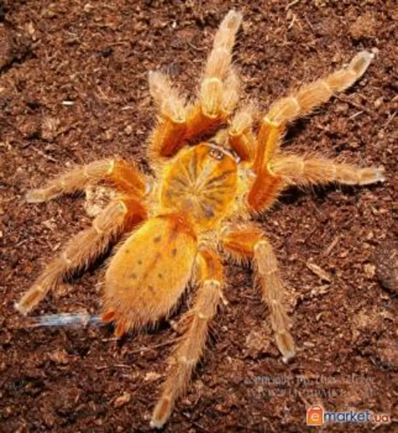 Pterinochilus murinus  RCF (рыжий!) L3-L4