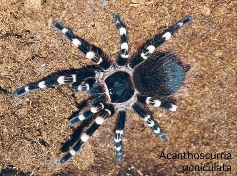 Acanthoscurria geniculata L2